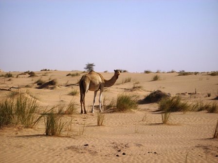 Mauritaania